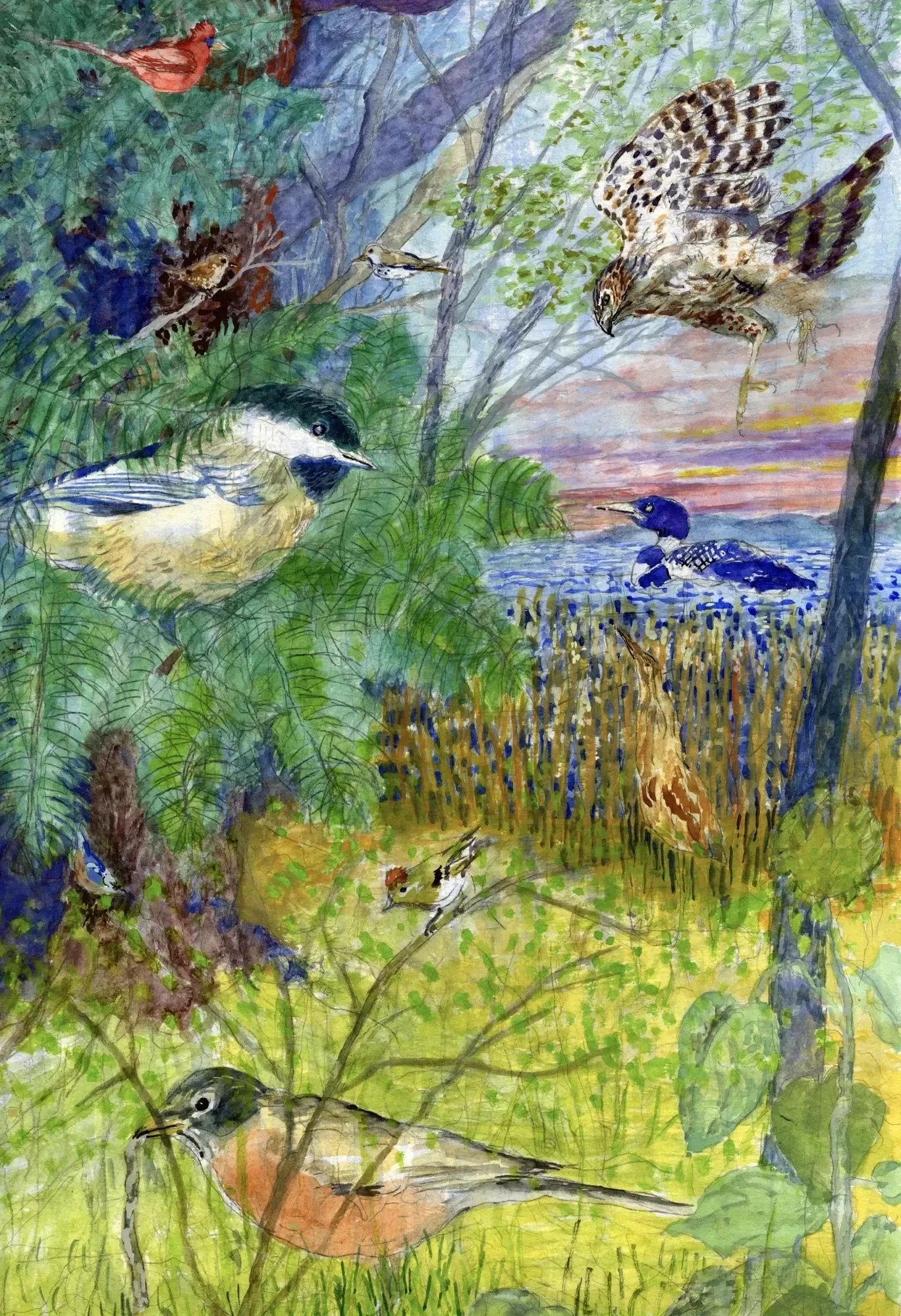 Oiseaux cachés