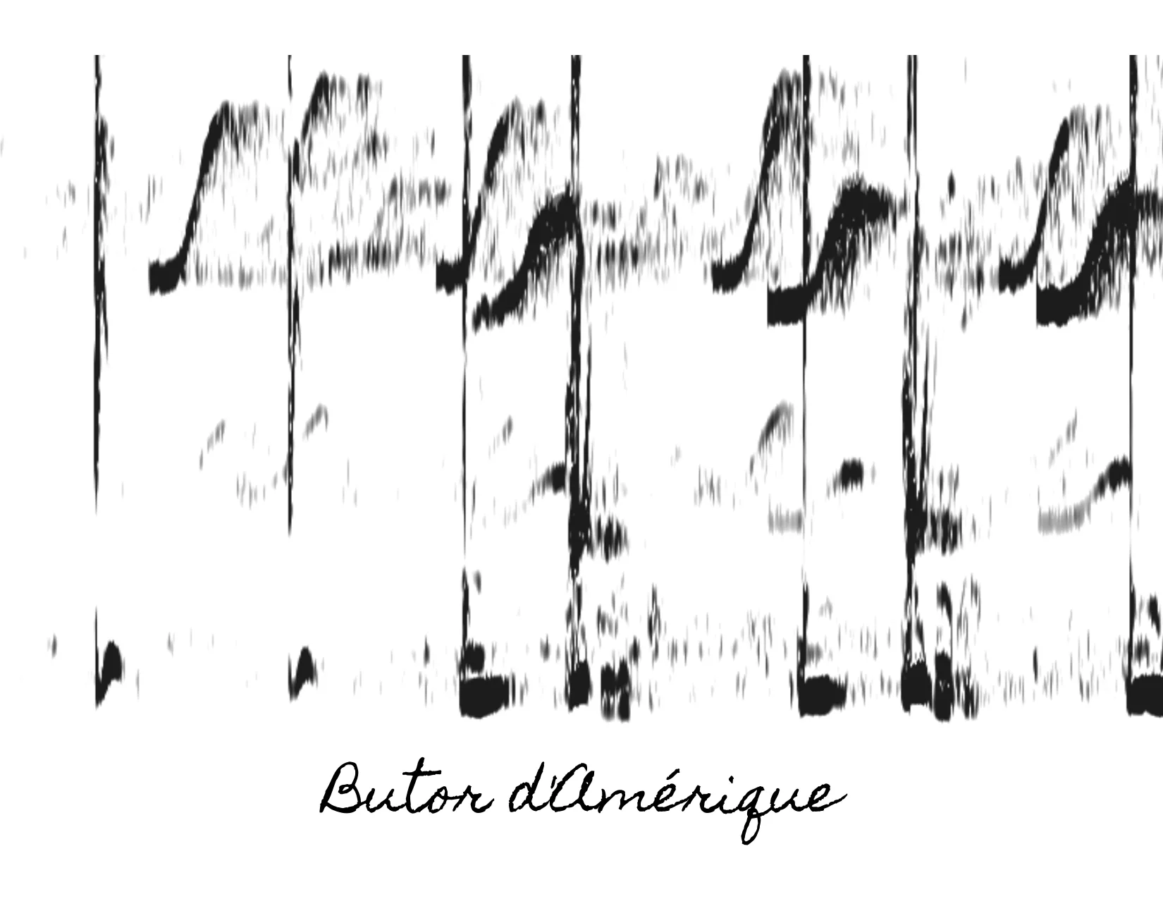 Étude spectrographique du chant d’un Butor d’Amérique, intitulée Butor d’Amérique.