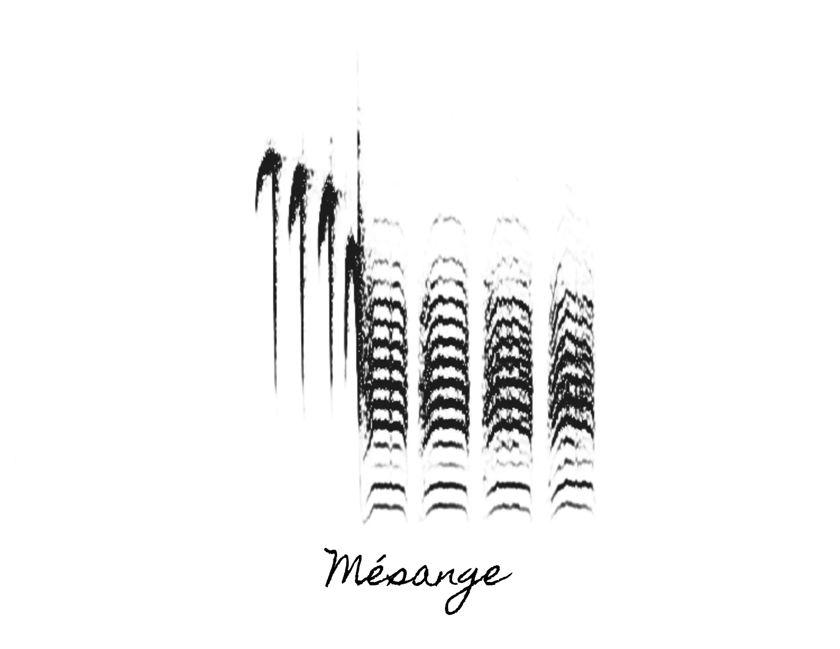 Étude spectrographique du chant d’une Mésange à tête noire, intitulée Mésange.