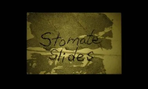 Stomate Slides, a participatory art and science installation, was presented at the Flux Factory Science Fair.